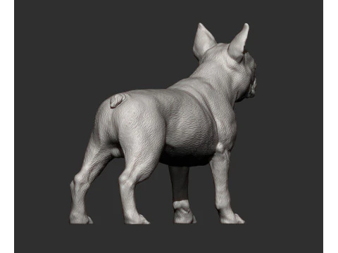 Boston-terrier Modello di stampa 3D