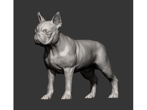 Boston terrier Model do druku 3D