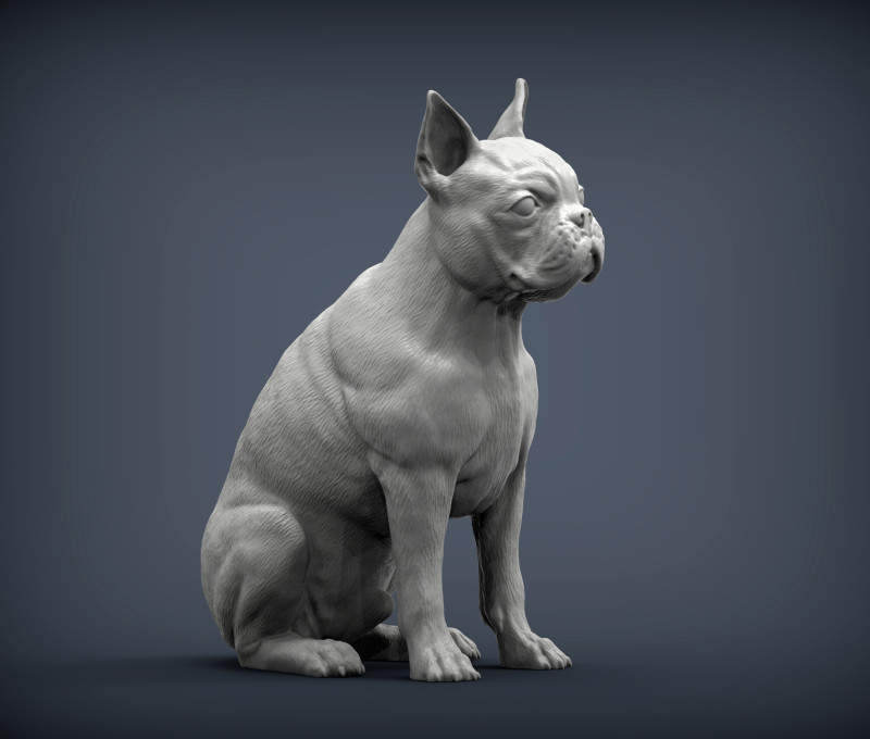 Boston terrier Modèles 3D en vedette .c4d .max .obj .3ds .fbx .stl .blend