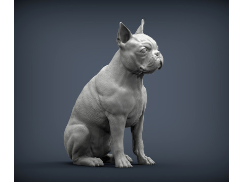 Boston terrier 3D Print Model