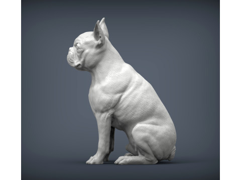 Boston terrier Modèles 3D en vedette