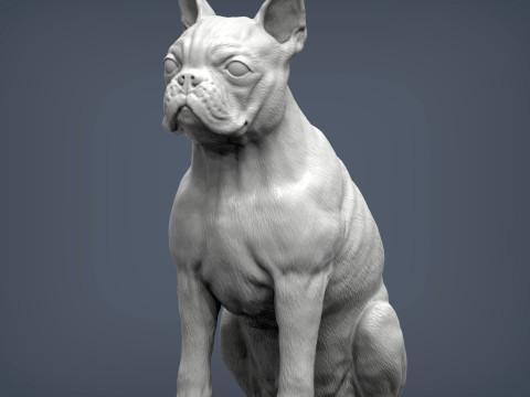 Boston terrier Modèles 3D en vedette