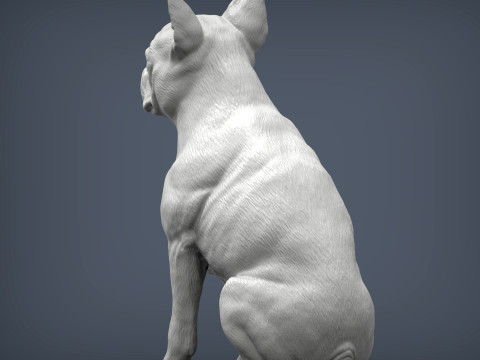Boston terrier Modèles 3D en vedette