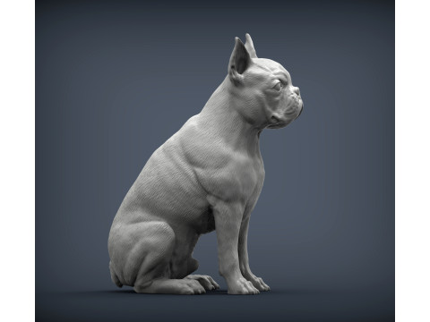 Boston terrier Modèles 3D en vedette