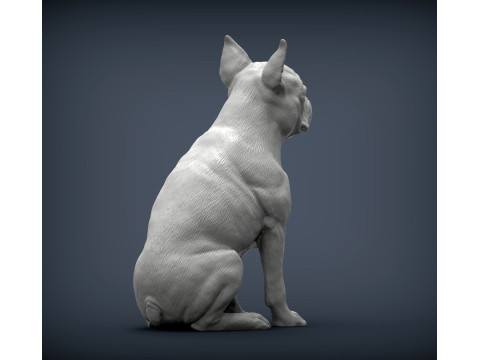 Boston terrier Modèles 3D en vedette
