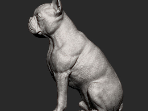Boston terrier Modèles 3D en vedette