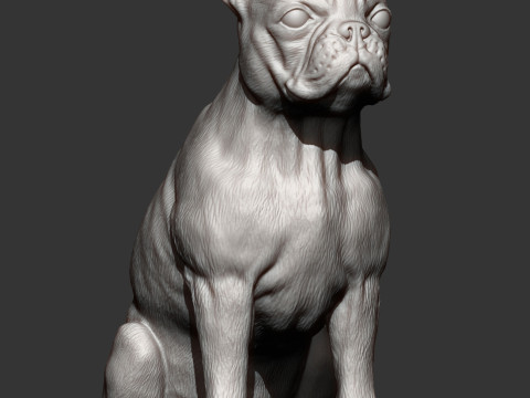Boston terrier Modèles 3D en vedette