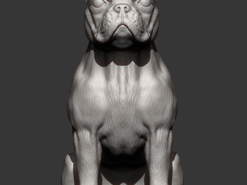 Boston terrier Modèles 3D en vedette