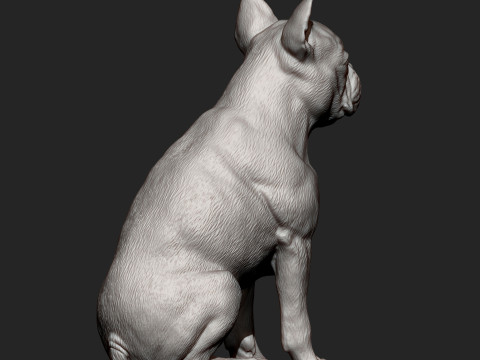 Boston terrier Modèles 3D en vedette