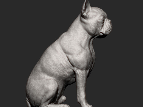 Boston terrier Modèles 3D en vedette