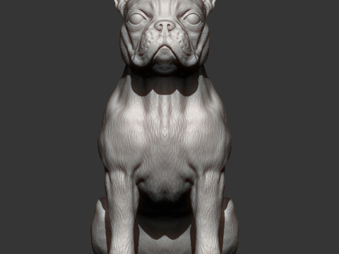 Boston terrier Modèles 3D en vedette