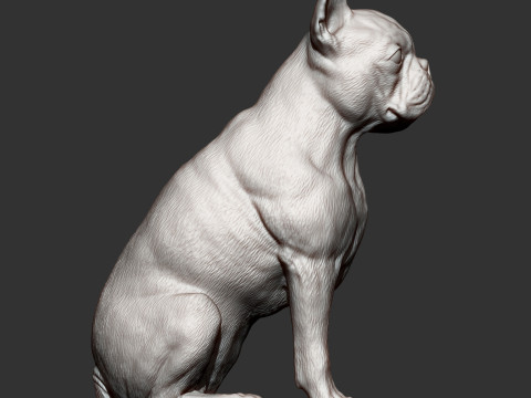 Boston terrier Modèles 3D en vedette