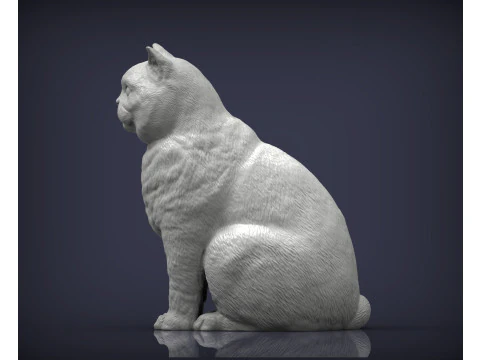 British shorthair cat 3D Print Model