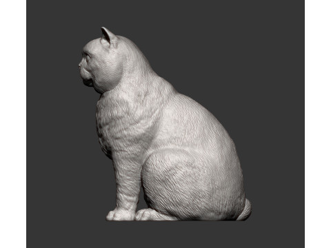 British shorthair cat 3D 打印模型
