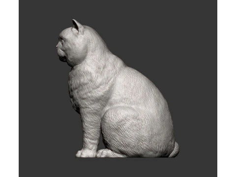 British shorthair cat 3D Print Model