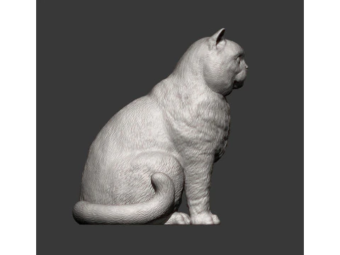British shorthair cat 3D Print Model