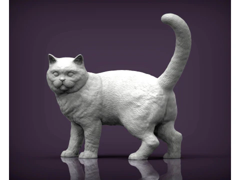 Британская короткошерстная кошка 3D Принт Модель