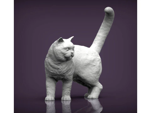 British shorthair cat 3D Print Model