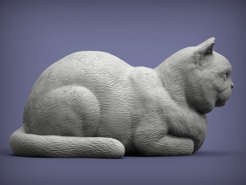 British shorthair cat 3D Print Model