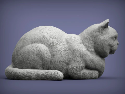 British shorthair cat 3D Print Model