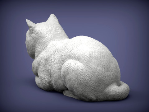 British shorthair cat 3D Print Model