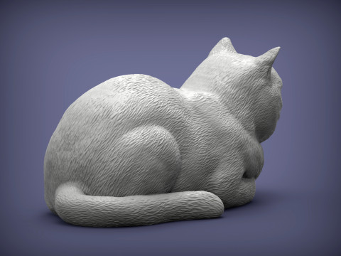 British shorthair cat 3D Print Model