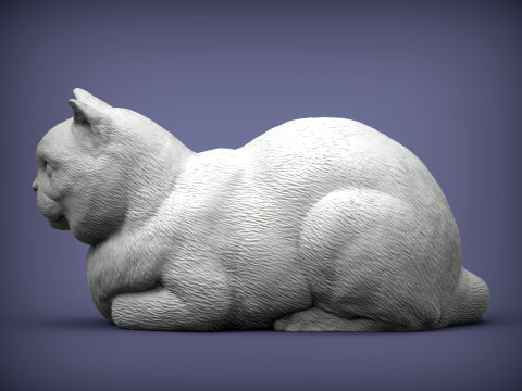 British shorthair cat 3D Print Model