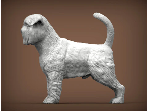Brussels griffon 3D Print Model