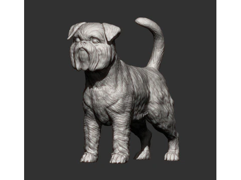 Brussels griffon 3D Print Model
