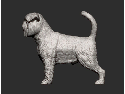 Brussels griffon 3D Print Model