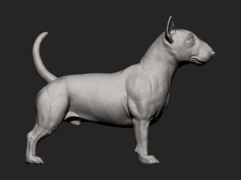 Bull terrier 3D Print Model