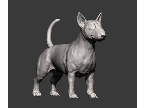 Bull terrier 3D Print Model