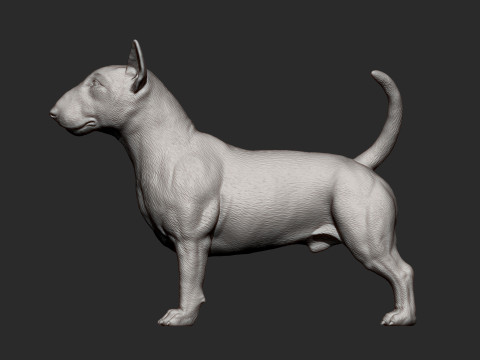 Bull terrier 3D Print Model