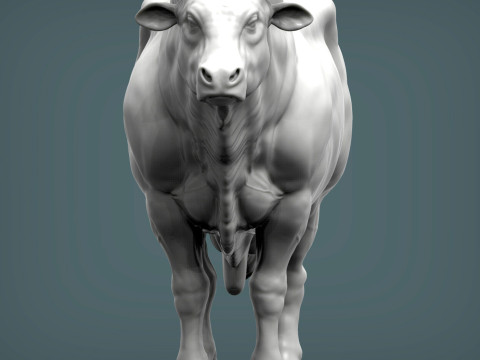 Limousin bull 3D Druckmodell
