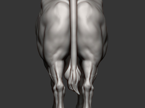 Limousin bull 3D Druckmodell