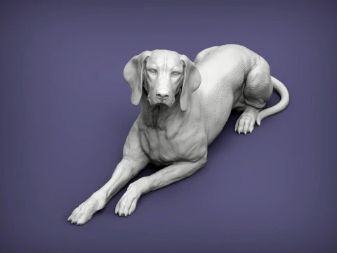 Hungarian vizsla 3D Print Model