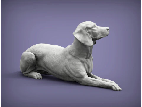 Hungarian vizsla 3D Print Model