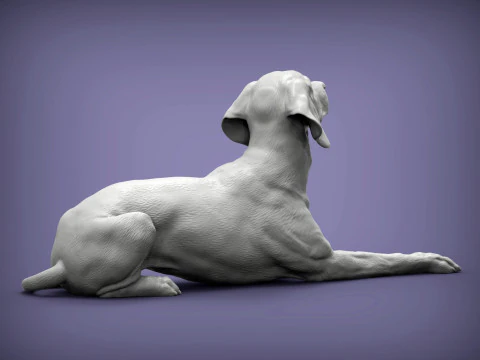 Hungarian vizsla 3D Print Model