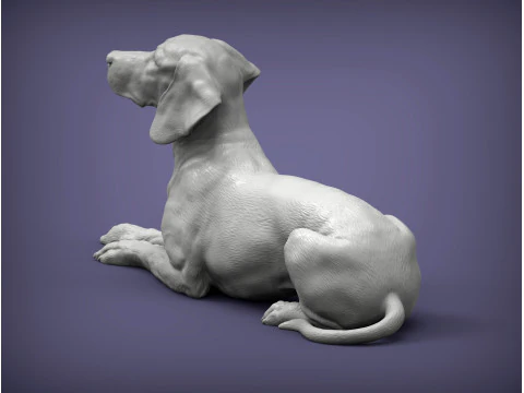 Hungarian vizsla 3D Print Model