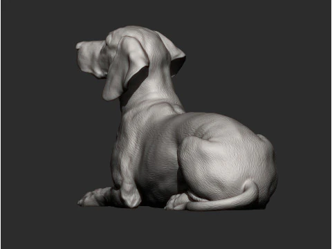 Hungarian vizsla 3D Print Model