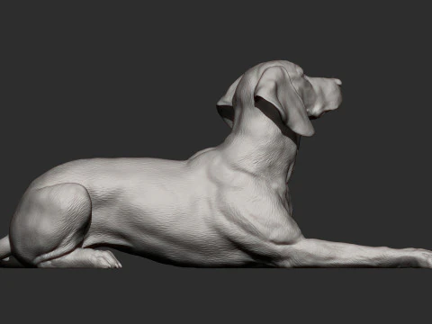 Hungarian vizsla 3D Print Model