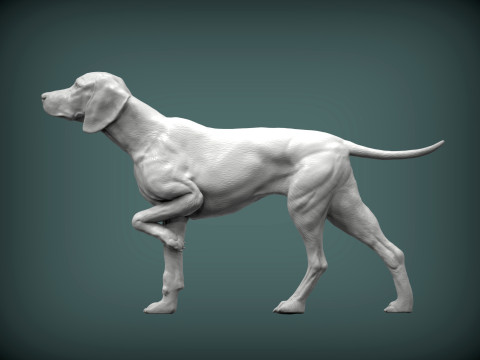 Hungarian vizsla bas-relief Modelo de Impressão 3D