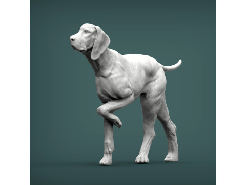 Hungarian vizsla bas-relief 3D Принт Модель