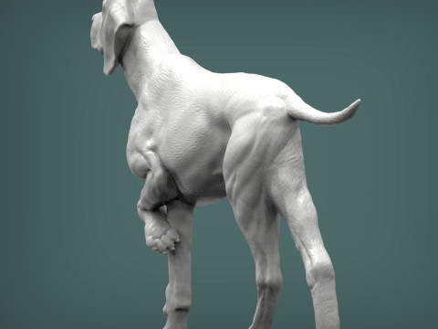Hungarian vizsla bas-relief 3D Принт Модель