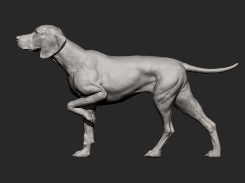 Hungarian vizsla bas-relief 3D Принт Модель
