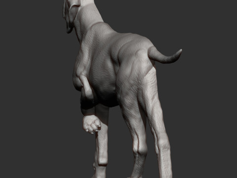 Hungarian vizsla bas-relief 3D Принт Модель