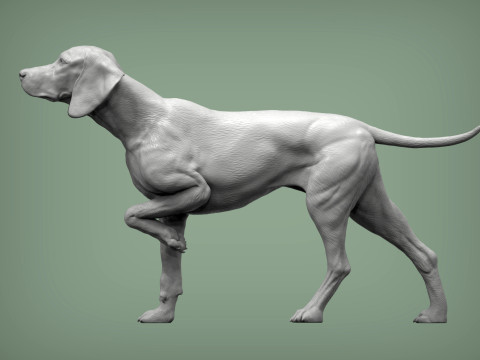 Hungarian vizsla bas-relief 3D Baskı Modeli