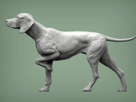 Hungarian vizsla bas-relief 3D Print Model