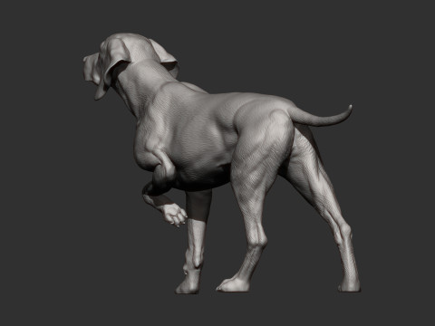 Hungarian vizsla bas-relief 3D Baskı Modeli