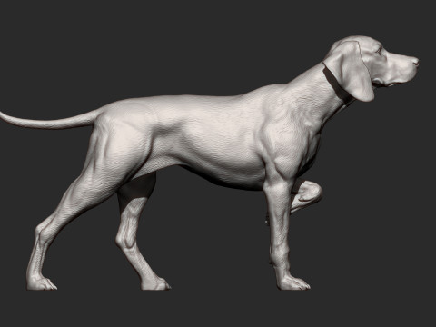 Hungarian vizsla bas-relief 3D Baskı Modeli